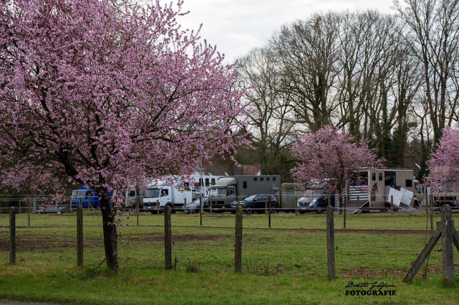 Bloesembomen langs de weide met paardentrailers
