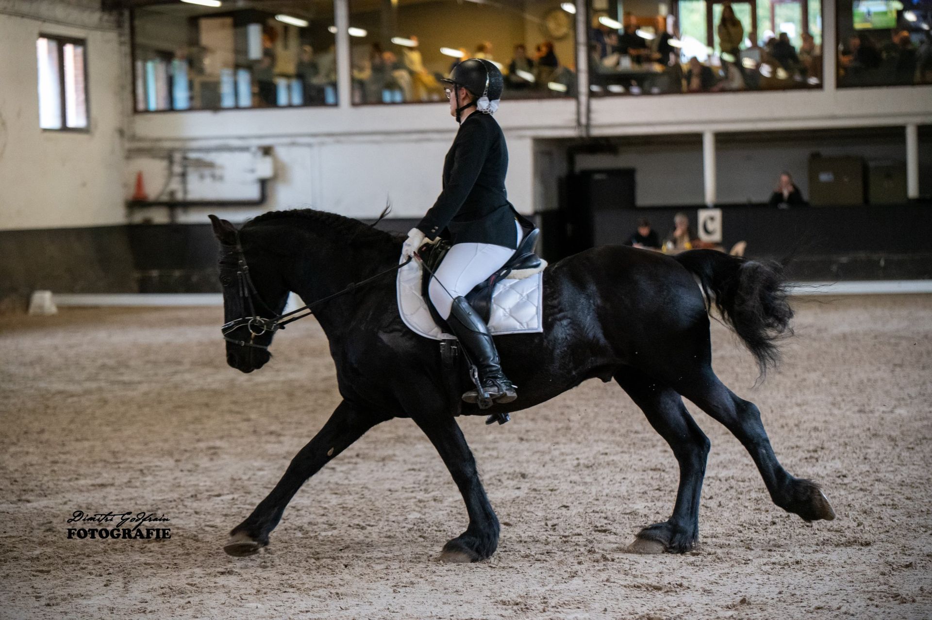 Fries paard in draf tijdens een dressuurproef