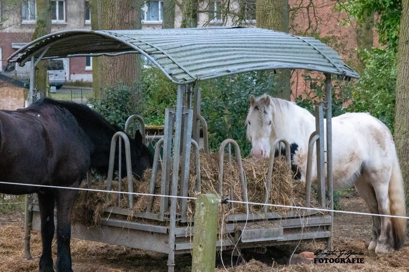 Paarden aan de hooiruif in de weide