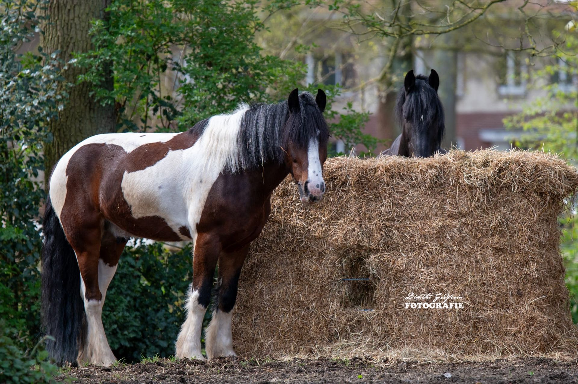 Bont paard aan het hooi
